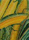 Corn (Watercolor on Canvas) by Charissa Jaeger-Sanders
